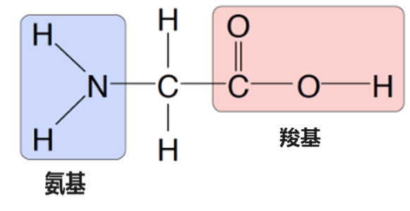 什么是氨基酸？